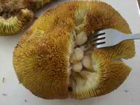 Separating the Marang Fruit with a fork! Looks great!