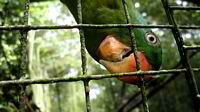 Blue-crowned Racket-tailed Parrots