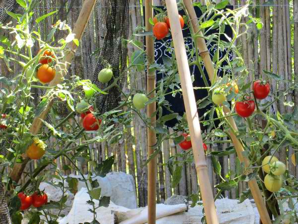 Just bragging about my tomato garden, using recycled plastic bags for pots.
