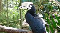 Palawan Hornbill or Talusi in Filipino. Scientific name, Anthracoceros marchei