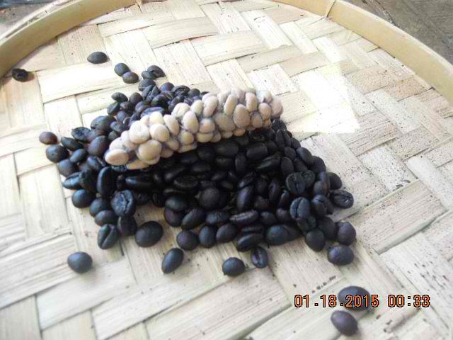 Roasted Civet Coffee Beans. On top, dried civet coffee crude